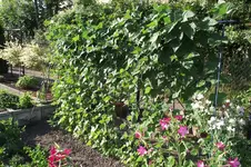 Garten 030.webp