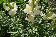 Garten 042.webp