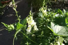 Garten 046.webp