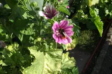 Garten 048.webp
