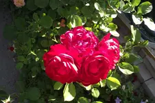 Garten 053.webp