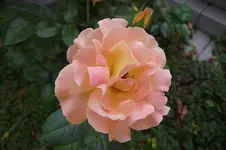 Garten 057.webp