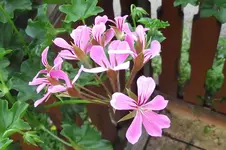 Garten 078.webp