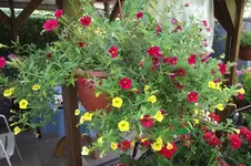 Garten 080.webp