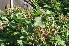 Garten 088.webp