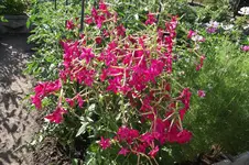 Garten 089.webp