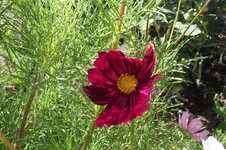 Garten 090.webp