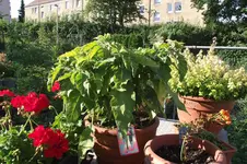 Garten 016.webp