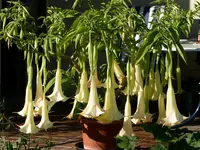 PICT0009 (Kopie) (2).webp