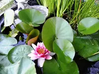 2010_07_04 (6) (Medium).webp