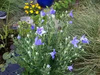Ballonblume.webp
