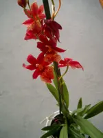 Cambria 006.webp
