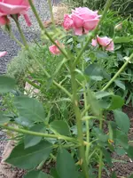 kranke rose 2.webp