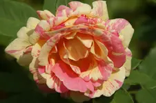 Claude Monet.webp