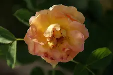 Paul Ce`zanne.webp