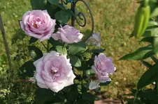 DSC03475.webp