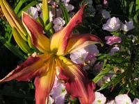 IMG_lake norman spider_1024x768.webp