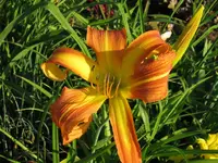 IMG_asiatic x lydia_1024x768.webp