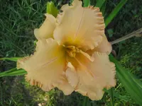 004.webp