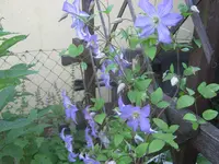 008.webp