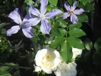 010.webp
