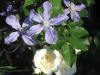 011.webp