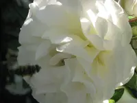 013.webp