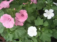 IMG_1787.webp