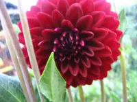 IMG_1796.webp