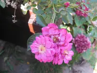 021.webp