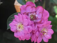 023.webp