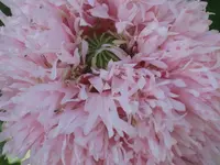 016.webp