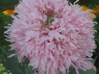 017.webp