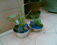 die Teichpflanzen.webp die Teichpflanzen.webp