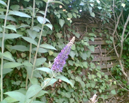 Blühte meines Sommerflieders.webp Blühte meines Sommerflieders.webp