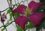 Clematis (2).JPG