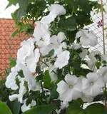 Malve_weiß (8).webp