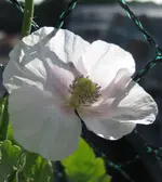 Mohn_fast_weiß.webp