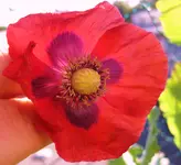 Mohn_rot-lila.webp