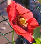 Mohn_rot-lila (2).JPG