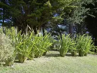 Juli 2010 NZ Flax  v.webp