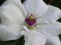 IMGP3468.webp