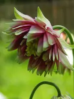 IMGP3554.webp