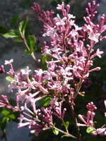 IMGP3555.webp