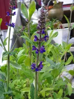 IMGP3695.webp