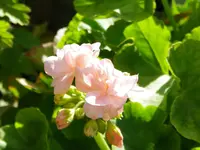 IMGP3697.webp