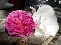 IMGP3715.webp