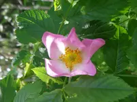 IMGP3716.webp