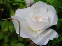 IMGP3719.webp