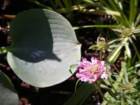 IMGP3720.webp